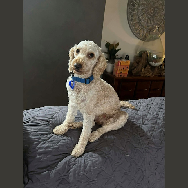 Photo of Harry   2‑Year‑Old Miniature Poodle
