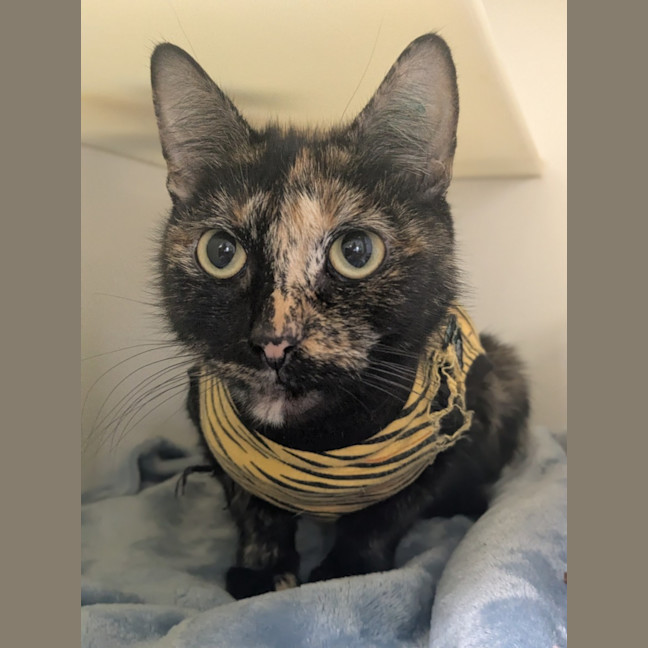 Photo of 🪶 Feather Duster 6547 🪶