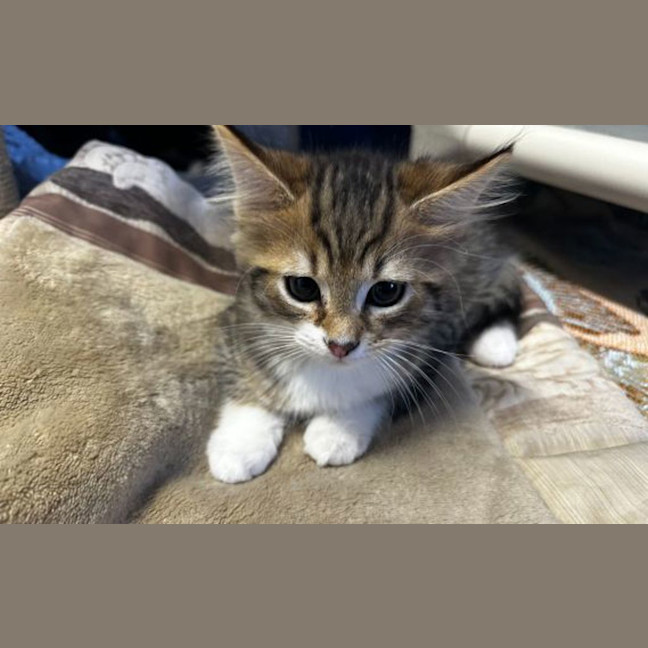 Photo of Miso