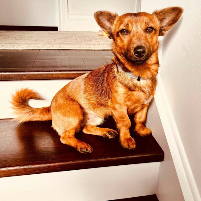 Photo of Cheezel