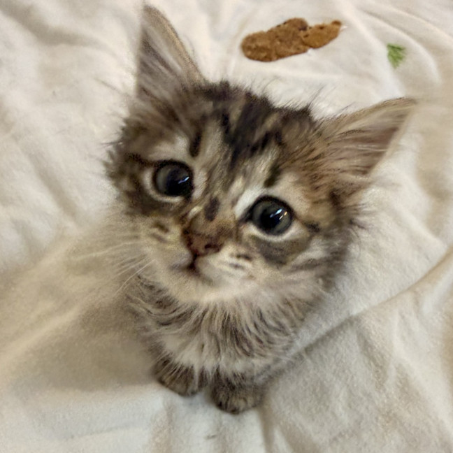 Photo of Harriet