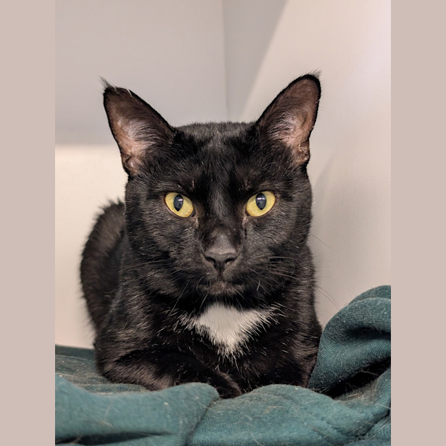 Photo of Sylvester 