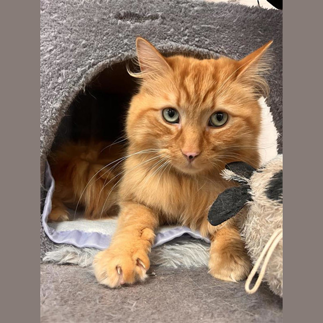 Photo of Hercules 