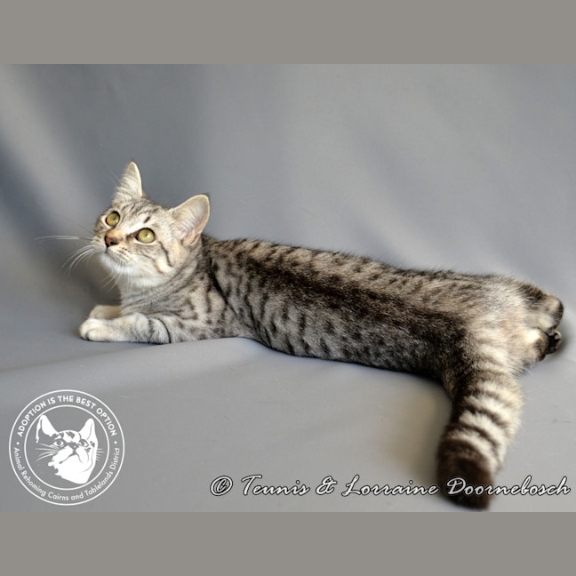 Photo of Twinkletoez