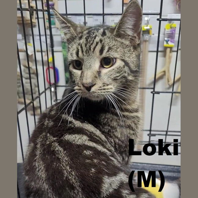 Photo of Loki