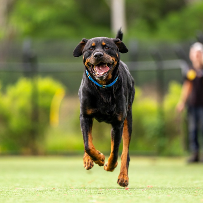 Photo of Zeus Imp 221