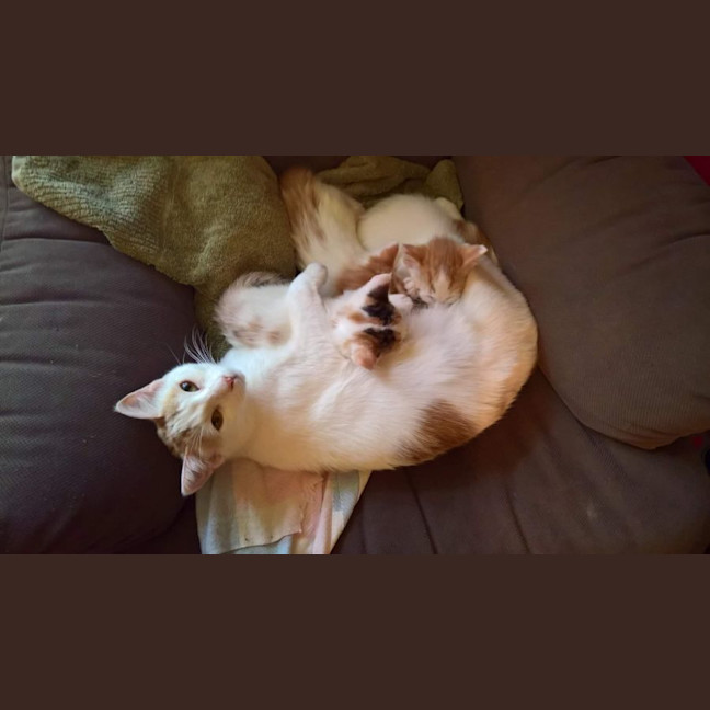Photo of Blossom 