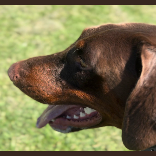 Photo of Ms E Von Dobermann