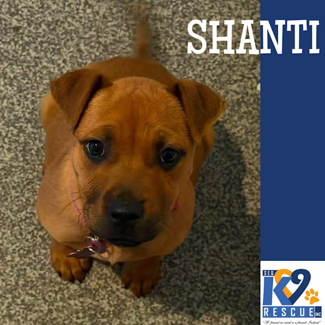 Photo of Shanti