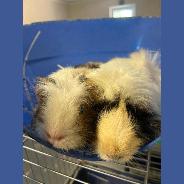 Photo of Piggy 