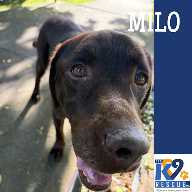 Photo of Milo
