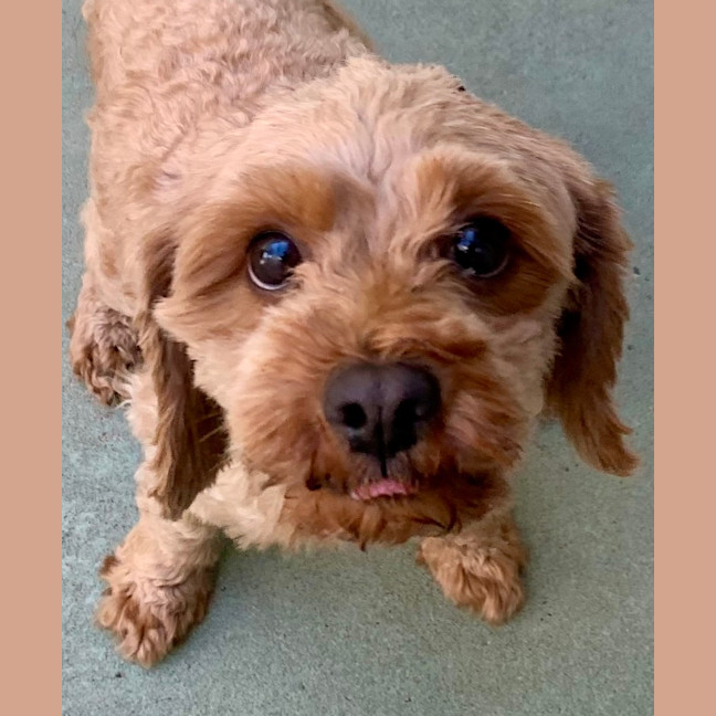Photo of Ruby