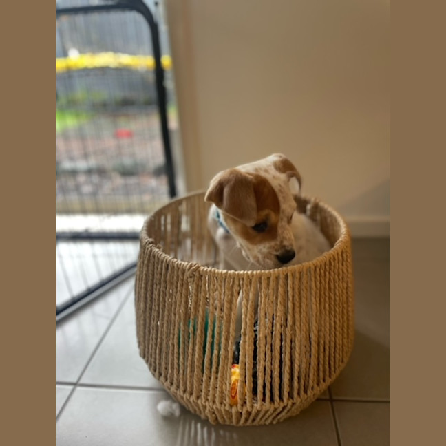 Photo of Sherbie 