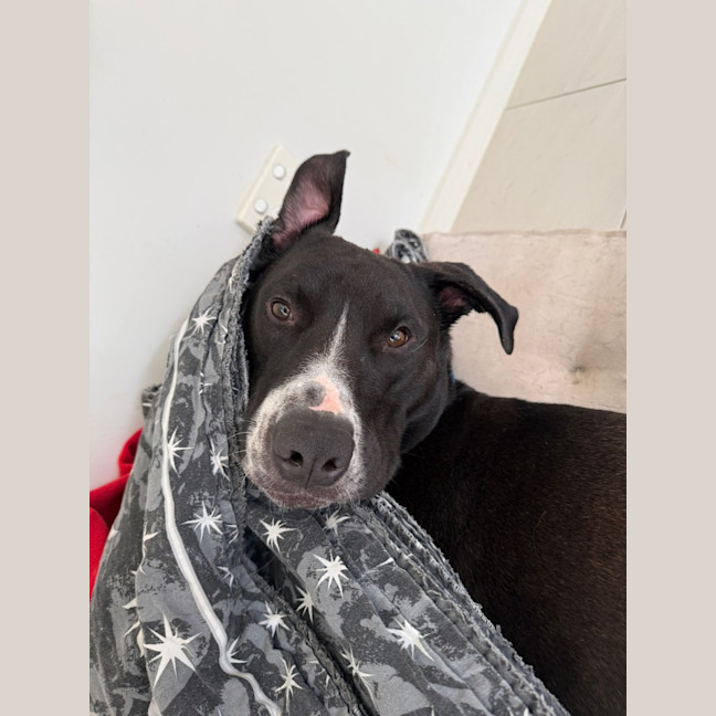Photo of Rocky