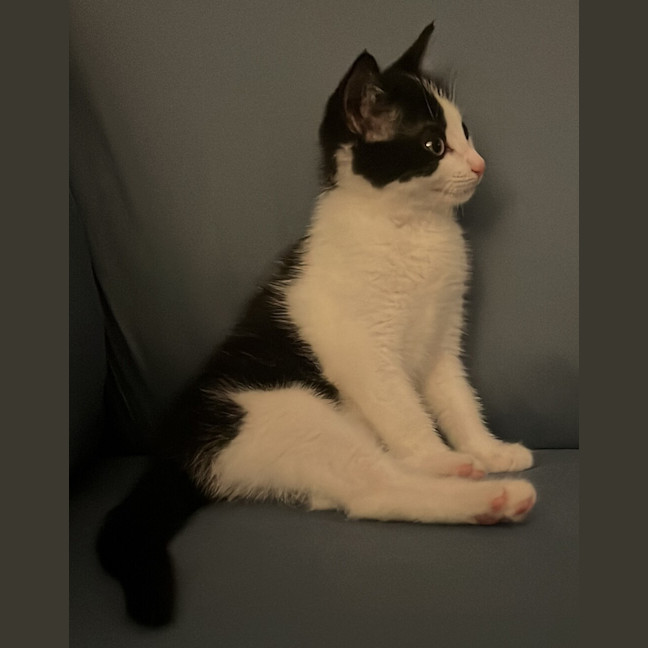 Photo of Loki