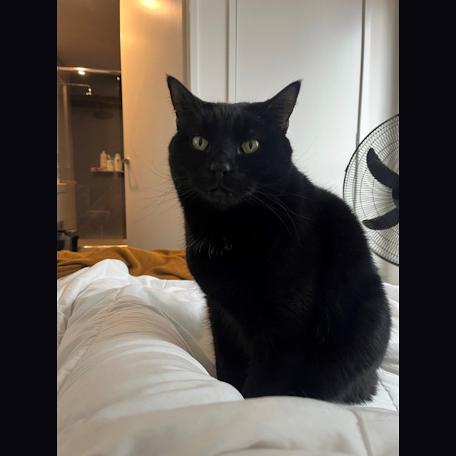 Photo of Blaze   Located In Windsor