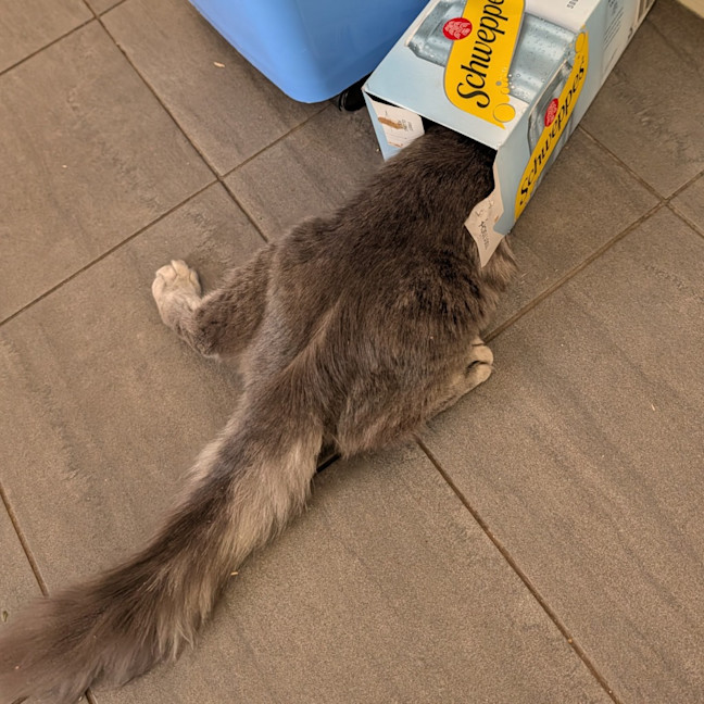 Photo of Dandy