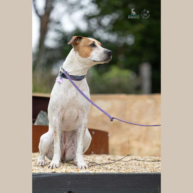 Photo of Lola   1 Year Old Cattle Dog X Staffy