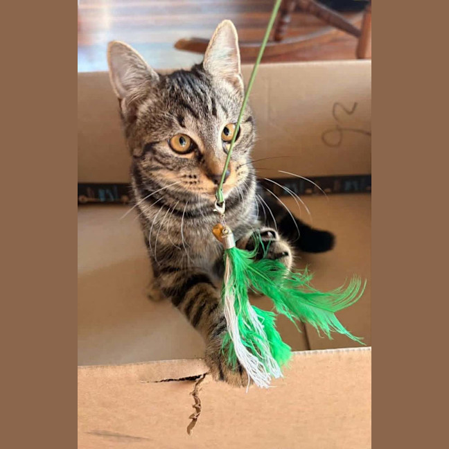 Photo of Phoebe 