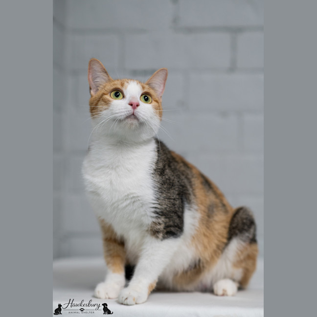 Photo of Domino