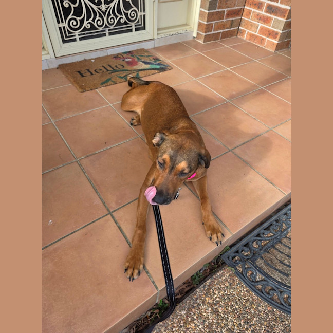 Photo of Nala 