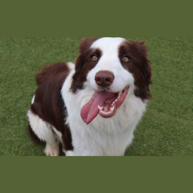 Photo of Koa