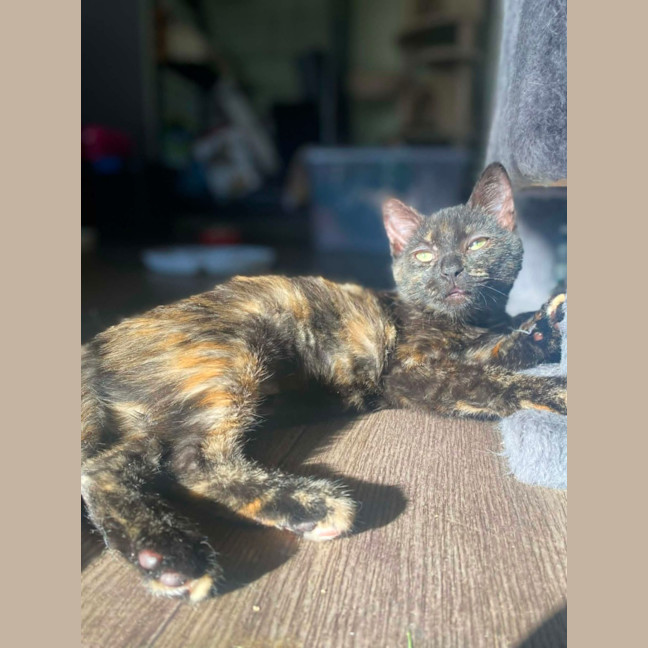 Photo of Magnolia 
