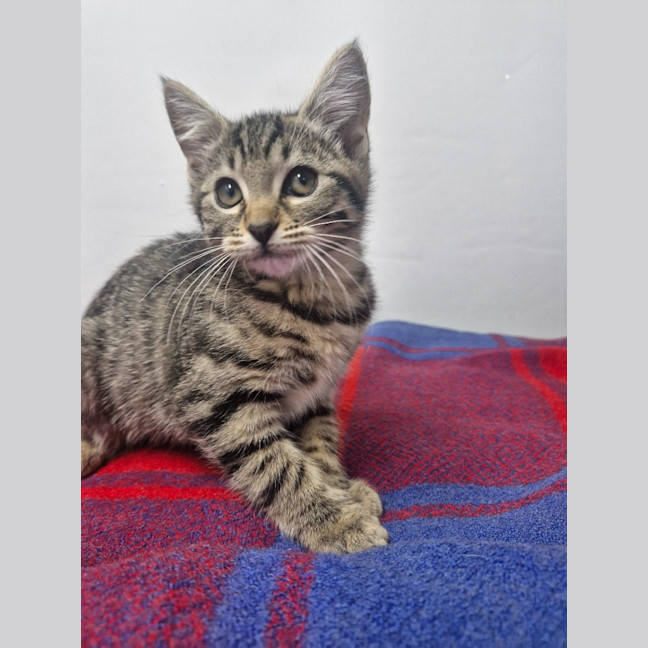 Photo of Kissy Missy   Petstock