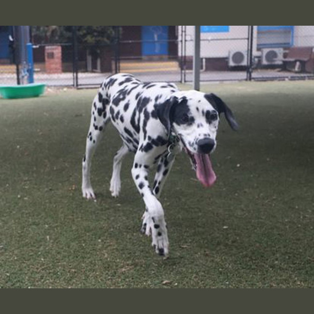 Photo of Pancake