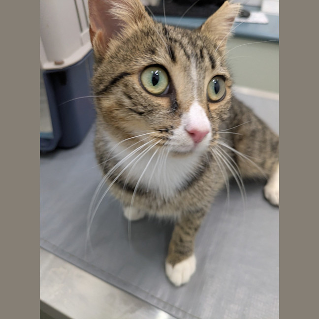 Photo of Blossom And Miette