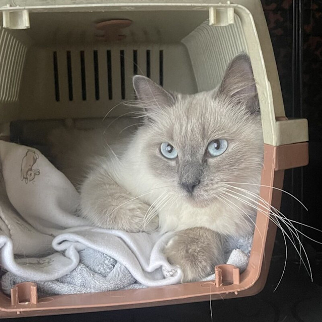 Photo of Little Lady Previously Ravioli