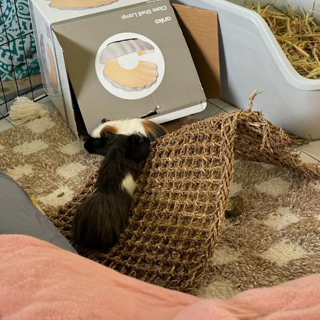 Photo of Riker, Richie & Rocky