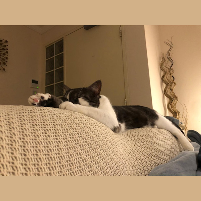 Photo of Lamington