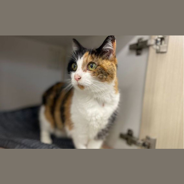 Photo of Fitz