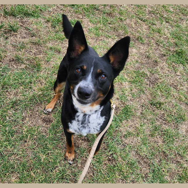 Photo of Tia (65049)