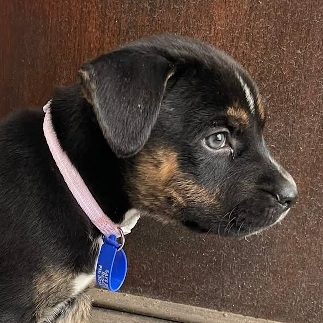 Photo of Sierra