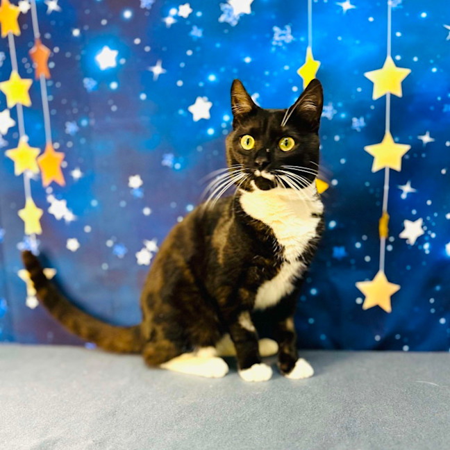 Photo of Flint   Located In Keilor Downs