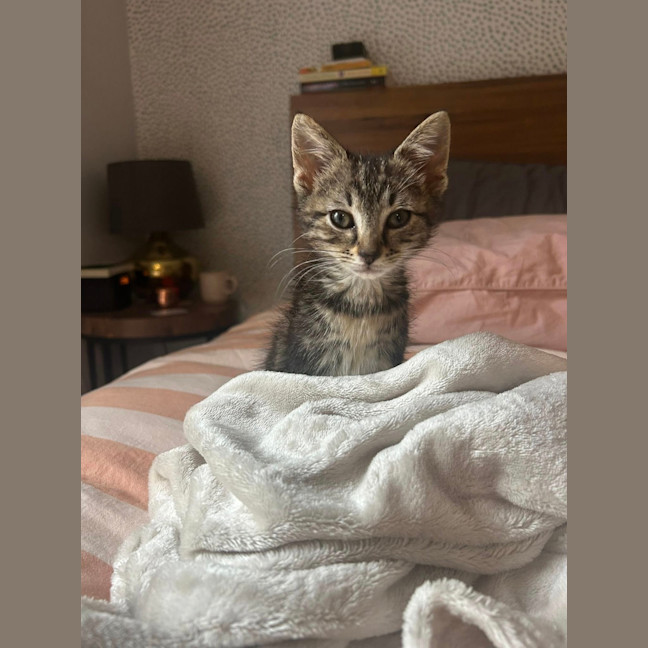 Photo of Timmy Trumpet