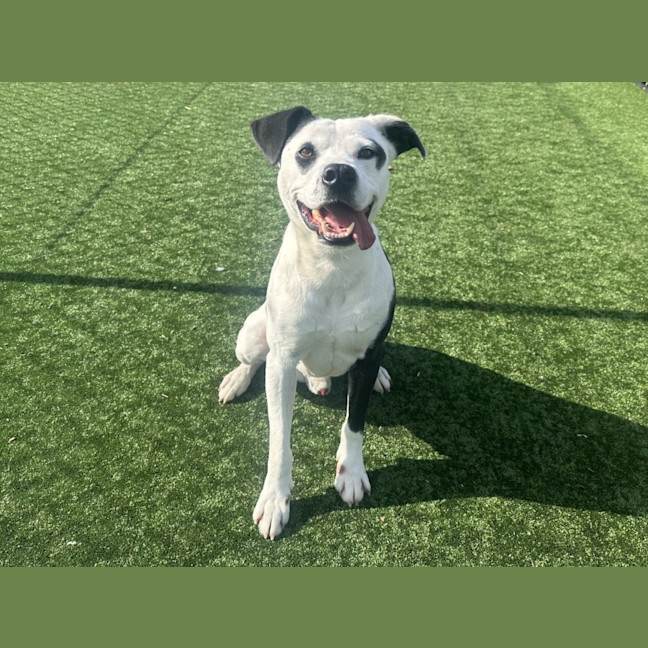 Photo of Spot Imp 777