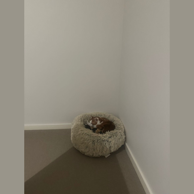 Photo of Nova