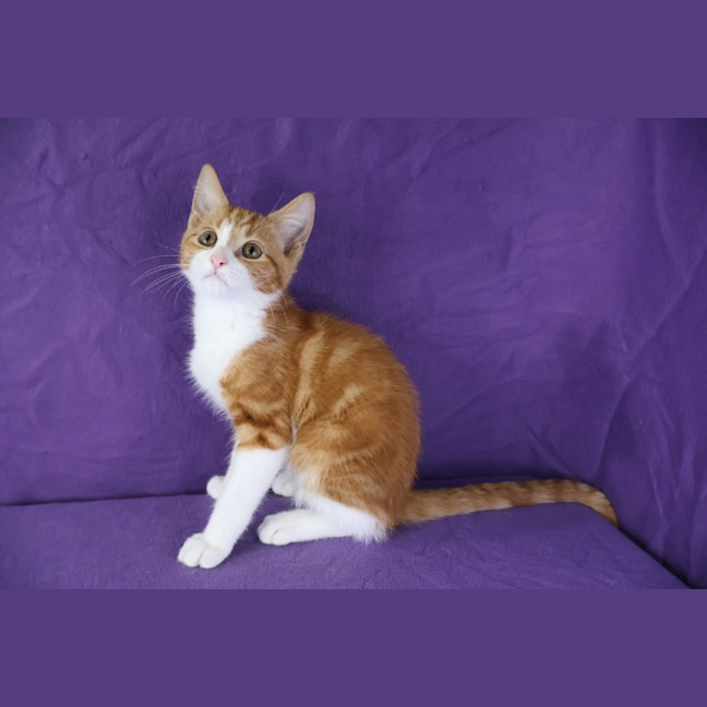 Photo of Meringue