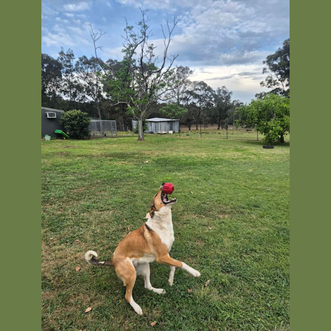Photo of Koda