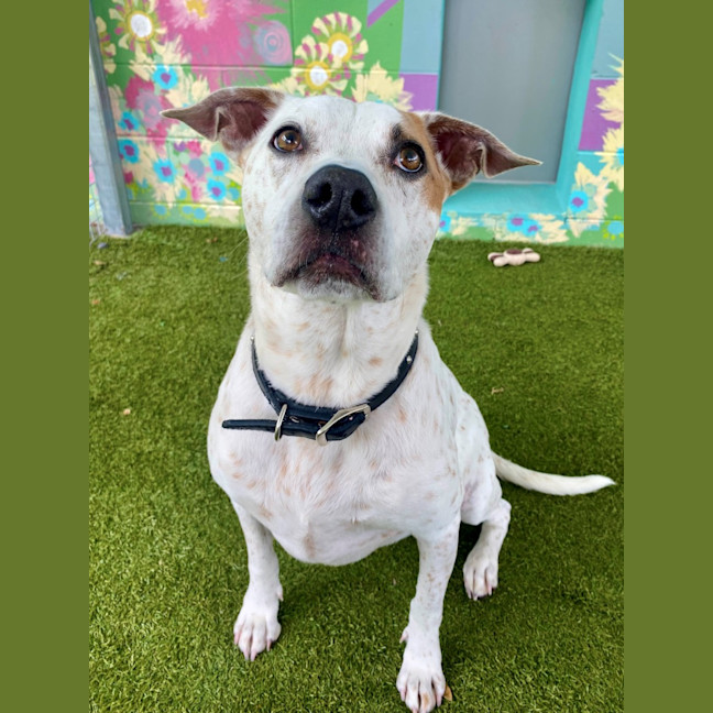 Photo of D1072 Rosie