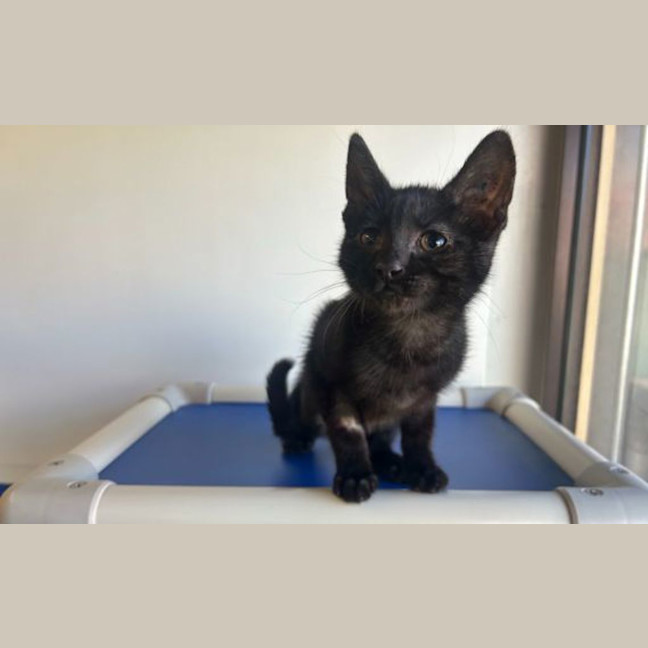Photo of Bellatrix