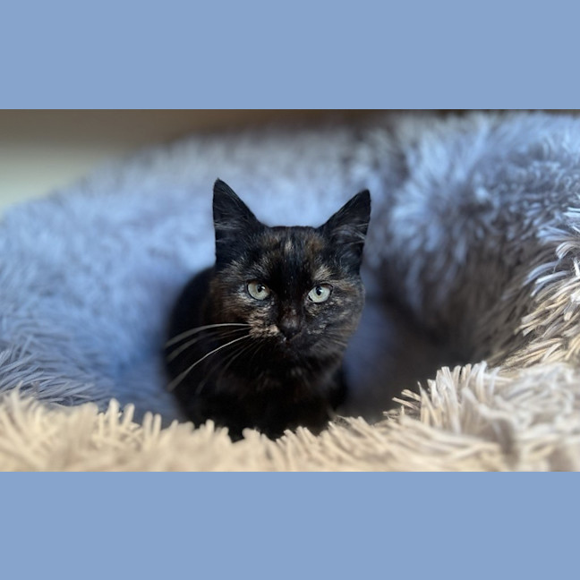 Photo of Freya