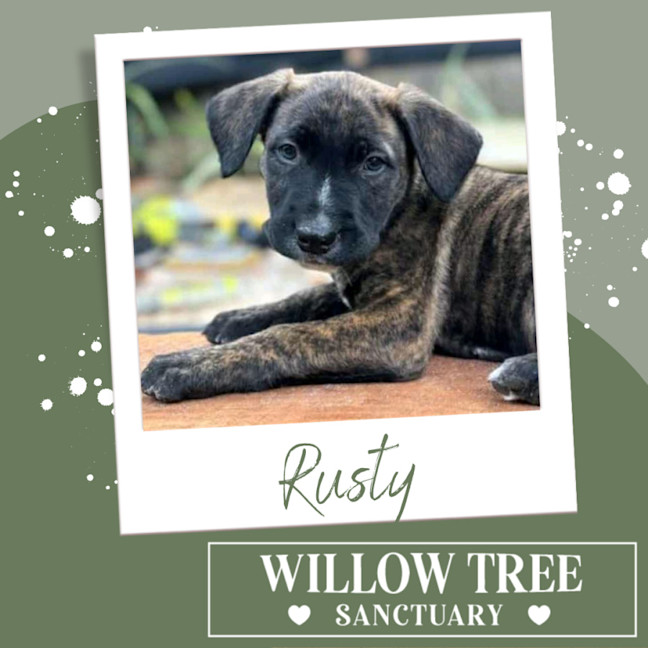 Photo of Rusty