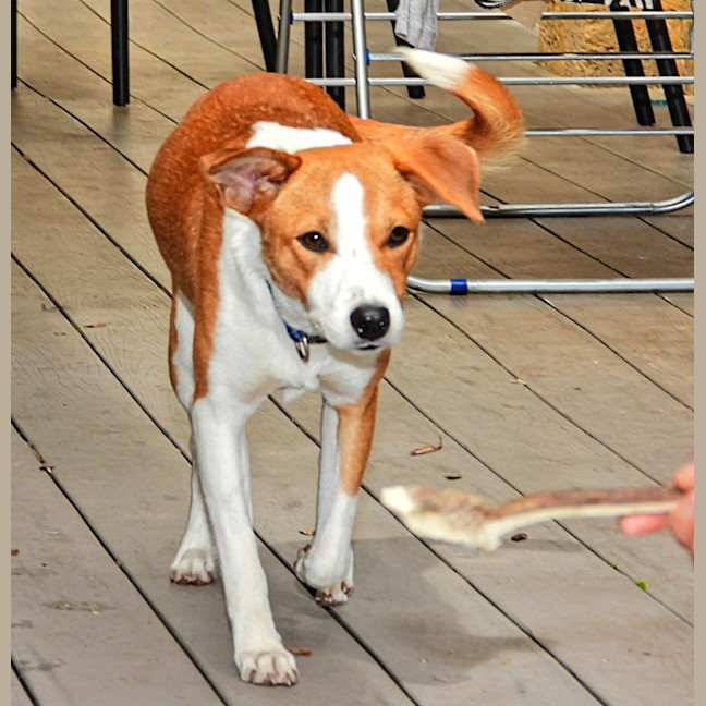 Photo of Harvey
