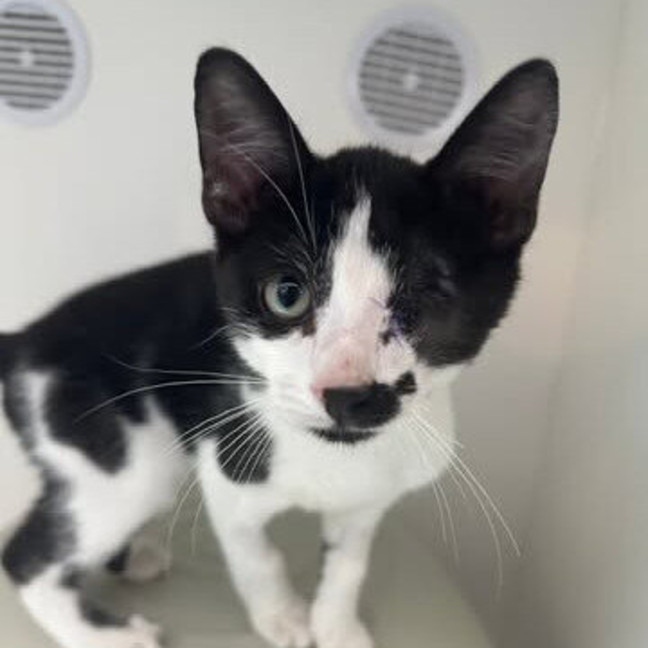 Photo of Popeye