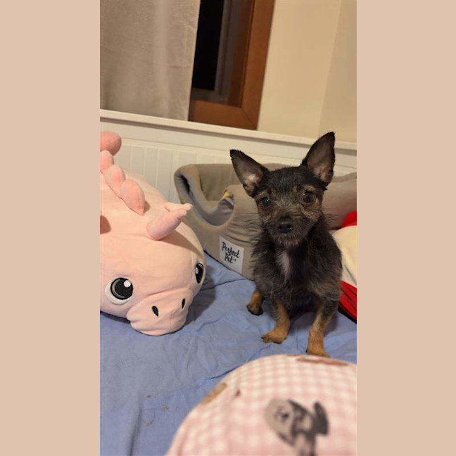 Photo of Taquito