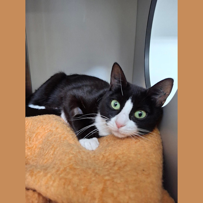 Photo of Peppermint Patty